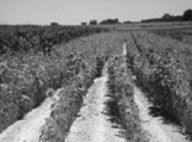 Dove Shoots Sink Hole Farms