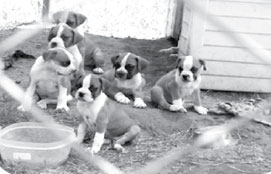 Beautiful Boxer Puppies